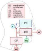 FoneticaAcustica(Fig01s).jpg (5599 bytes)